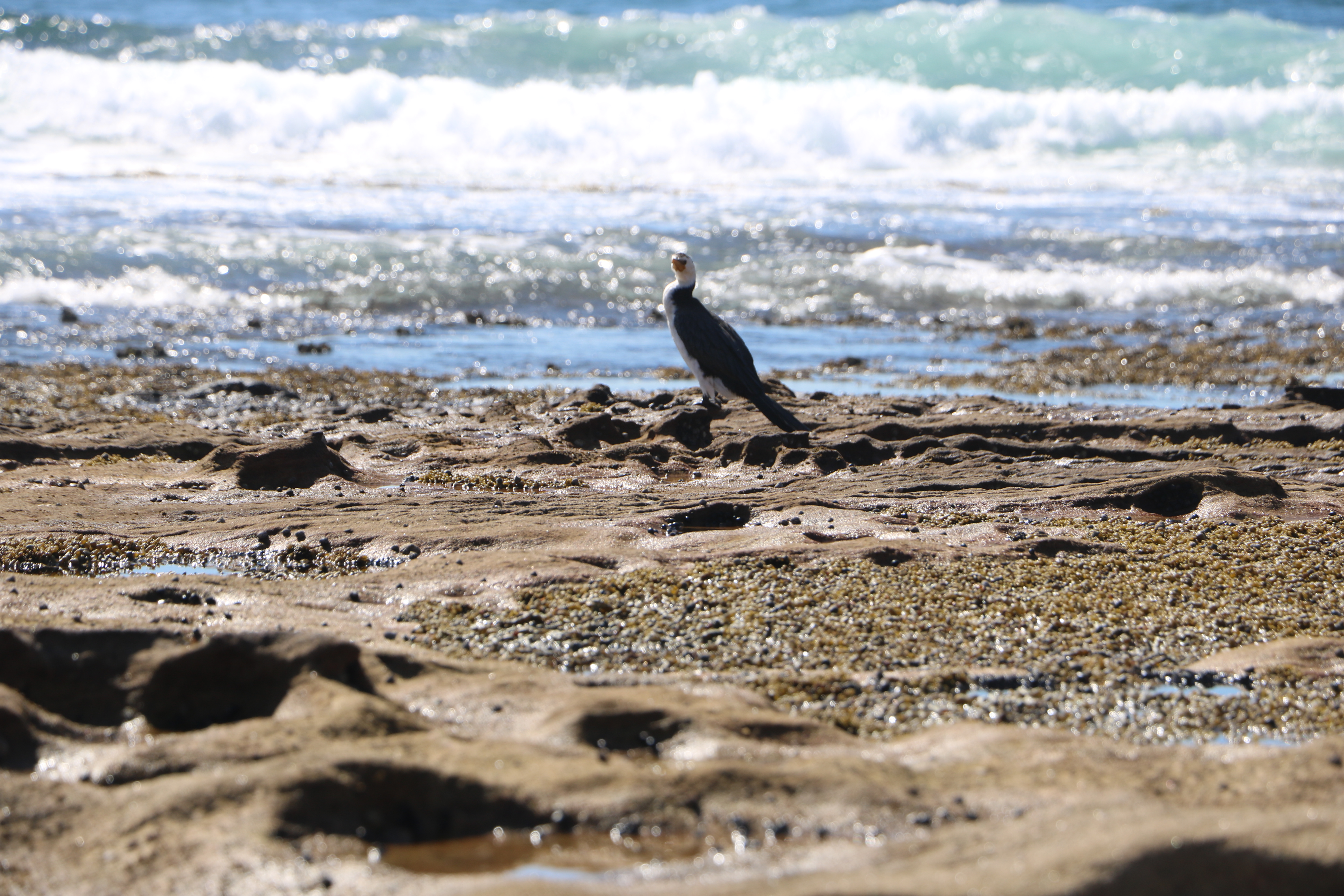 pied cormorant on rock platform